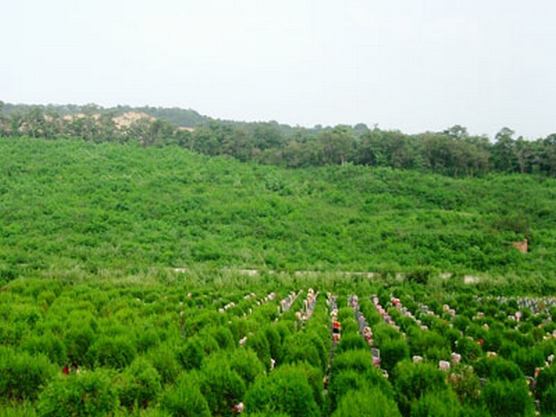 沈阳塔山公墓环境环境展示