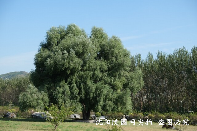 DSCF3920.jpg