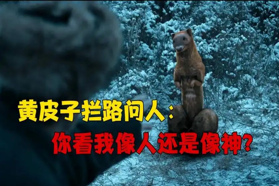 黄皮子讨封