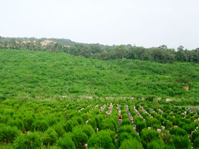 沈阳塔山墓园
